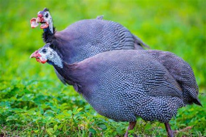 Are guineas aggressive?
