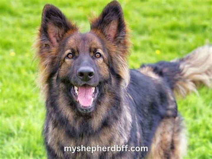 Are red sable German Shepherds rare?