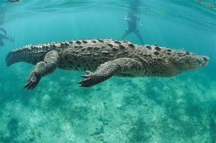 Are there crocodiles at Dingo Beach?