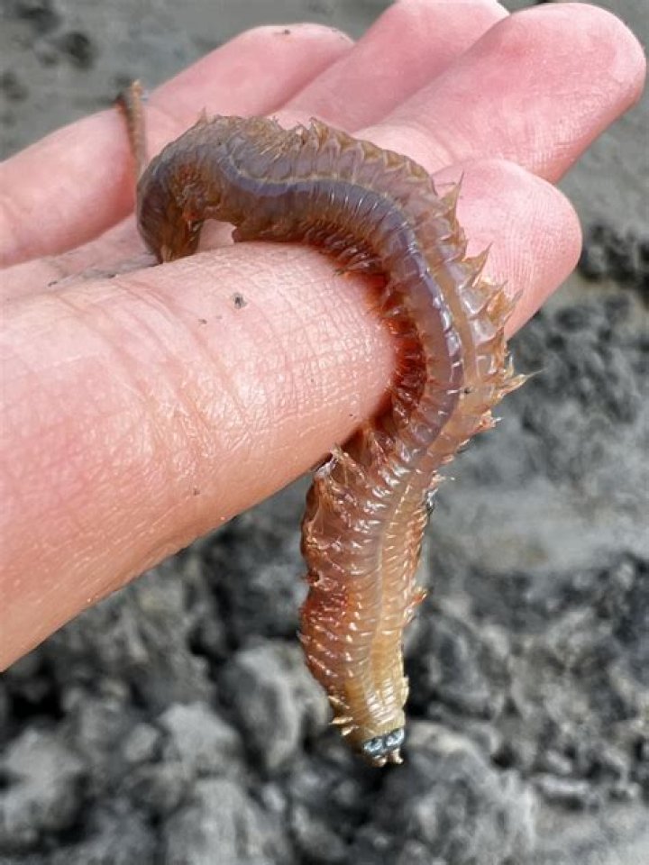 Do clam worms have parapodia?