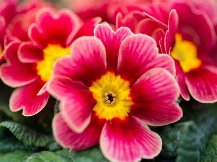 Do primroses grow wild?
