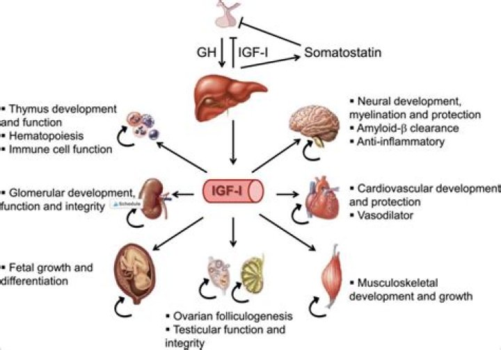 Does IGF-1 help with healing?