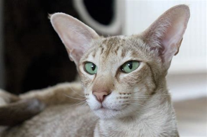 How are Oriental cats bred?