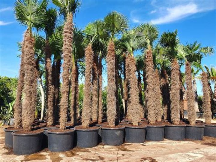 How big do Trachycarpus fortunei grow?