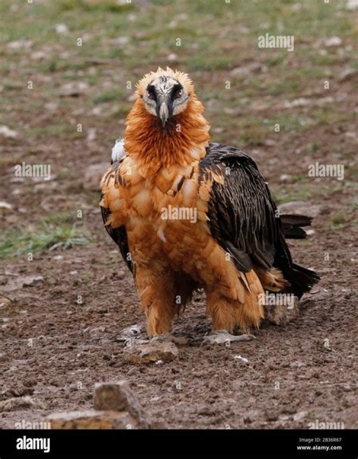 How big is a Lammergeier?