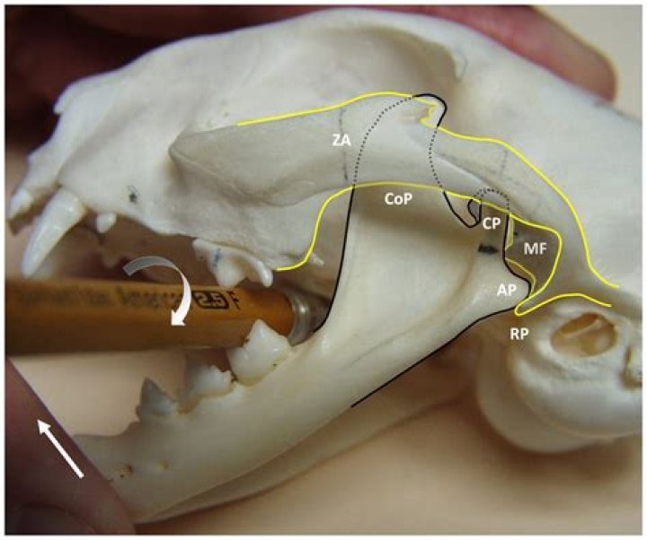 How do you fix TMJ in cats?
