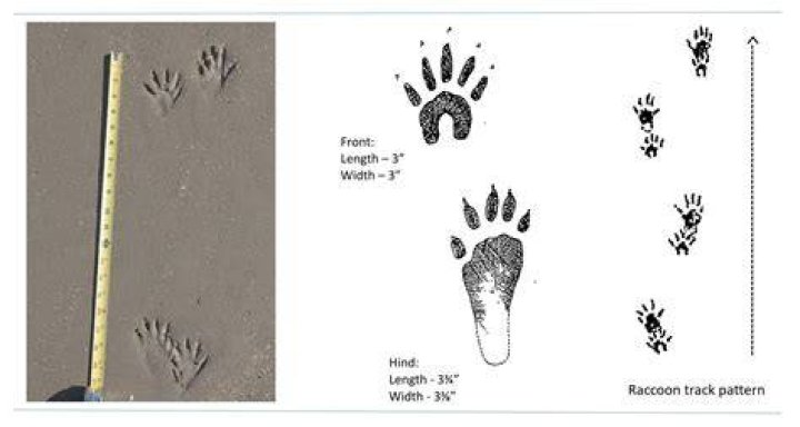 How do you identify racoon tracks?