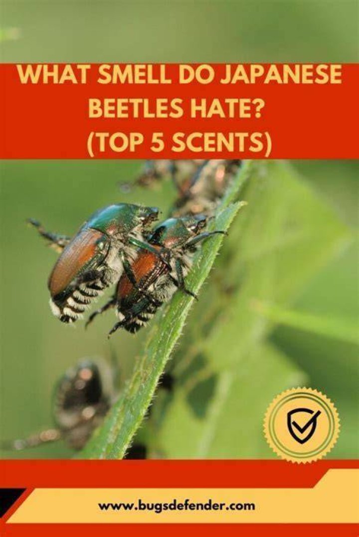 How do you keep pine beetles away?