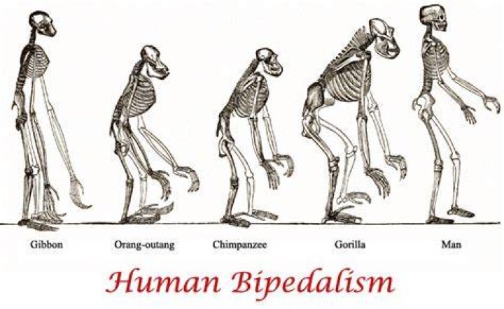 How does Bipedalism make us human?