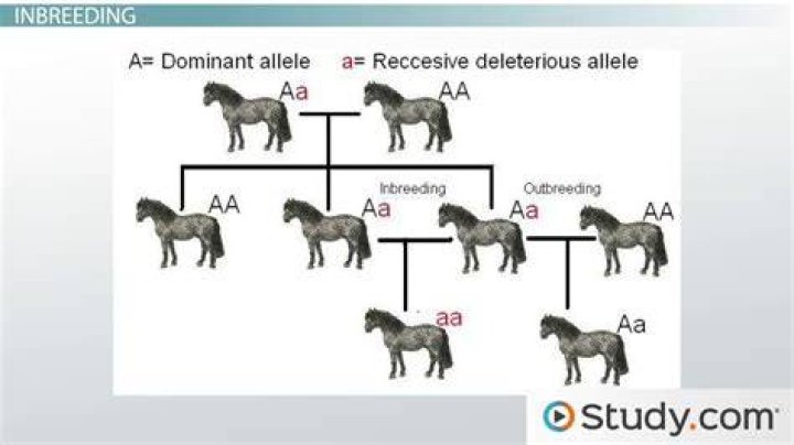 How does inbreeding affect evolution?