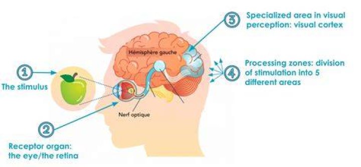 How does the brain perceive?