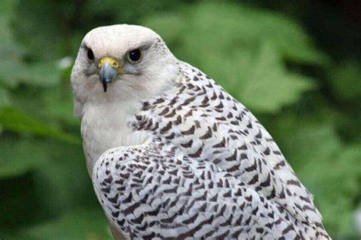 How much does a Gyrfalcon cost?
