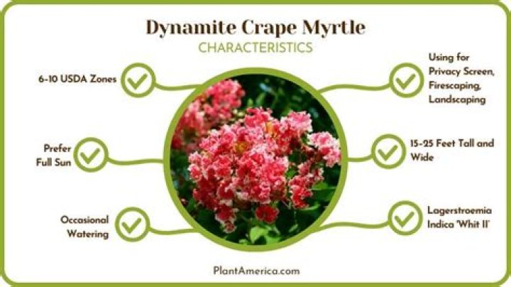 How tall does a dynamite crape myrtle get?