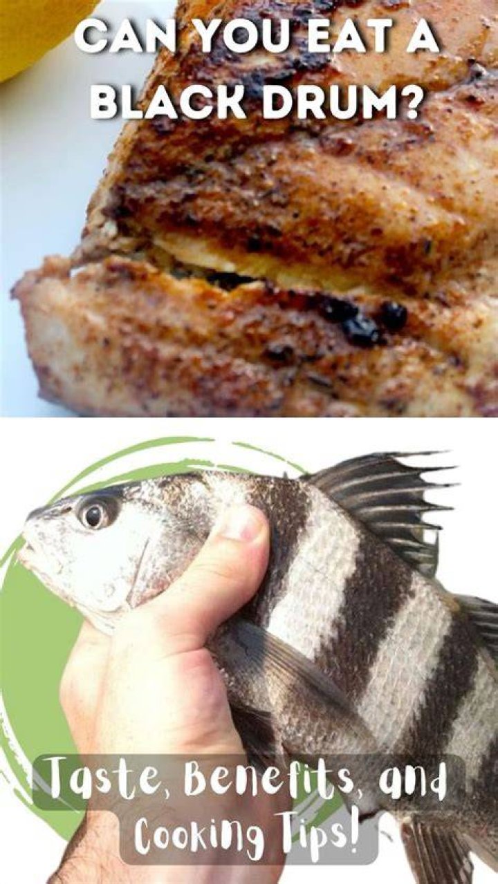 Is black drum fish good eating?