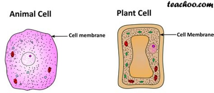 Is plasma membrane found in plants or animals?