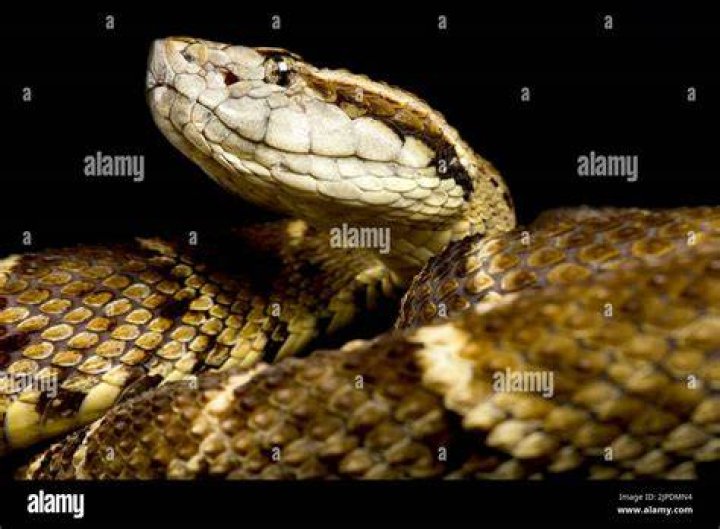 Is the Bothrops atrox endangered?