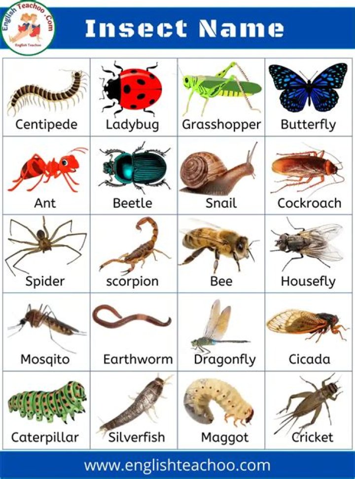 Is there any insect name cricket?