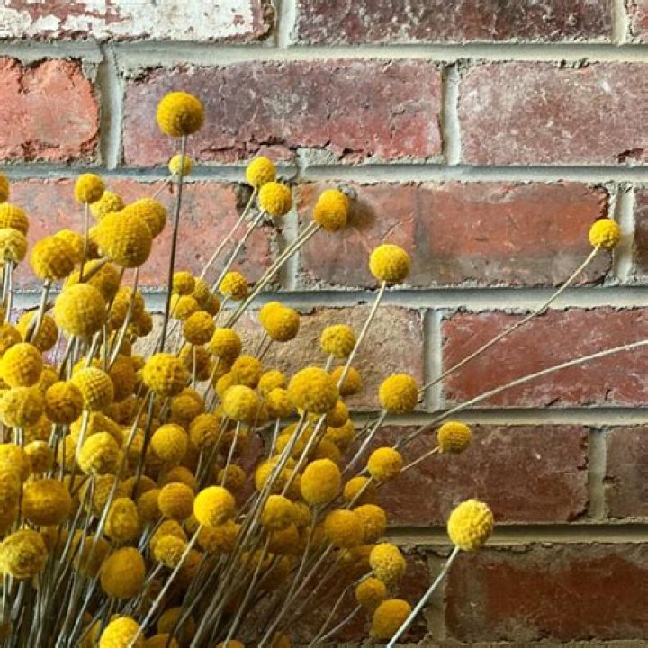 What are Billy balls flowers?