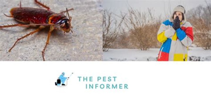 What bugs can you catch in winter?