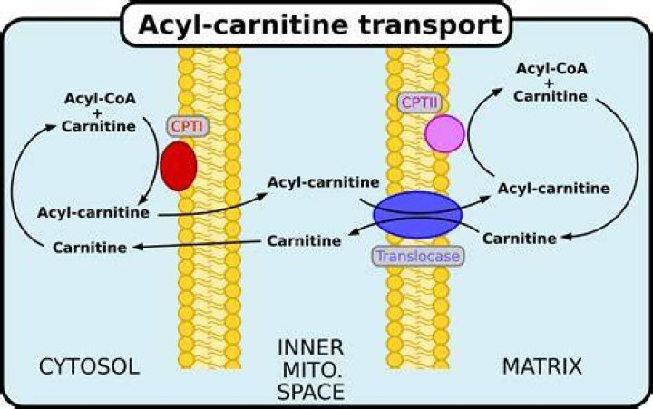 What causes acylcarnitine?