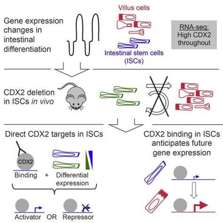 What does CDX2 gene do?