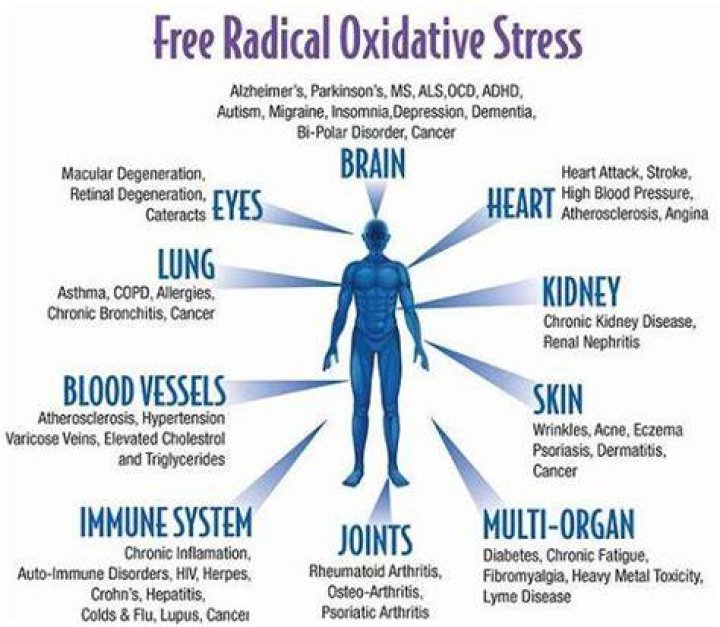 What does oxidative stress mean?