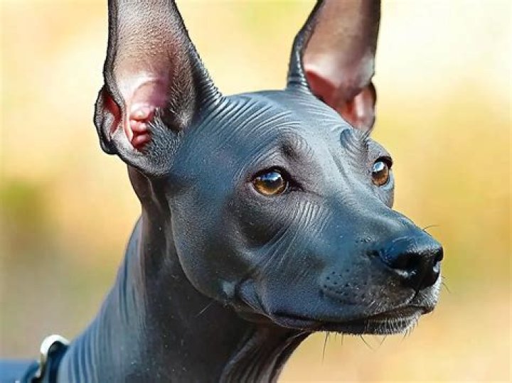 What dog breed has narcolepsy?
