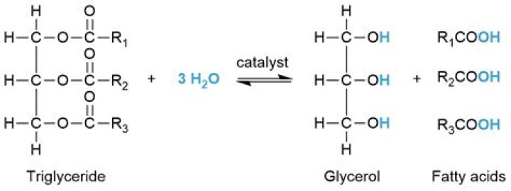 What happens when you hydrolysis a triglyceride?