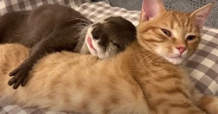 What is an otter cat?