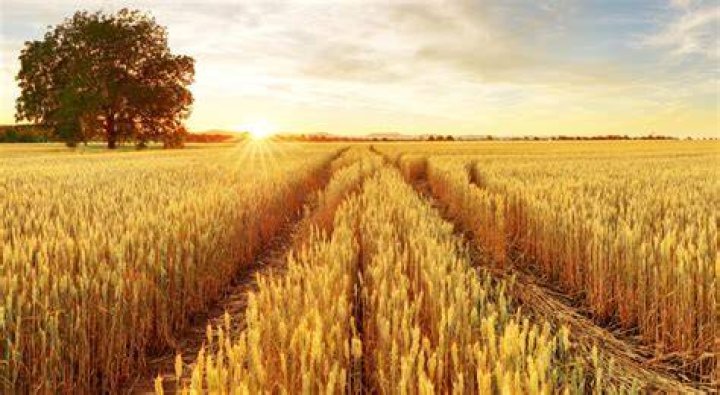 What is Matif wheat?