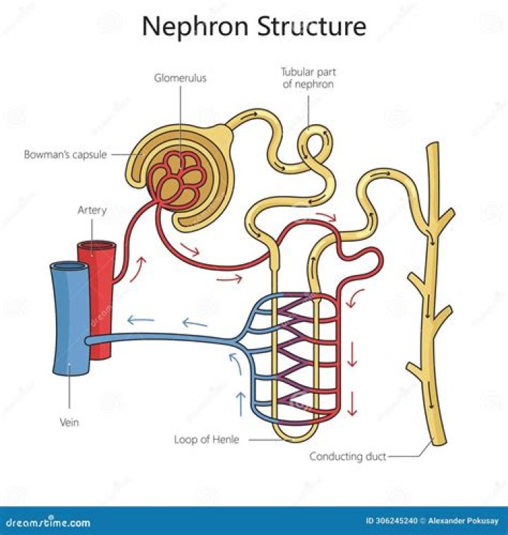 What is nephron explain with diagram?