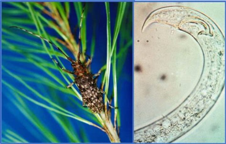 What test do we use to identify pine wilt nematode?