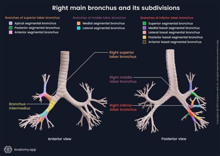 Where are bronchial glands located?