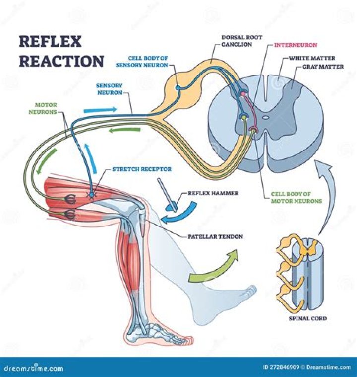 Where are short reflexes integrated?