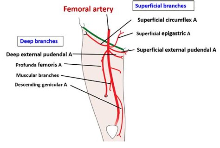 Where is the profunda artery located?