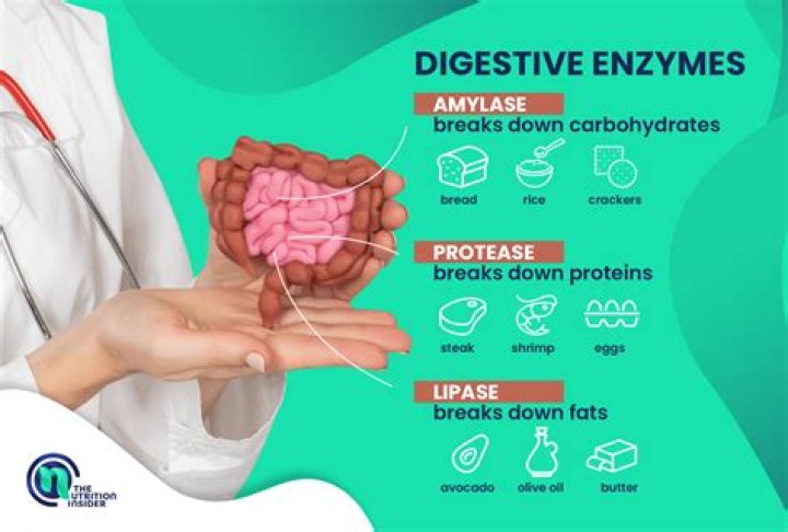 Which are amylolytic enzymes?