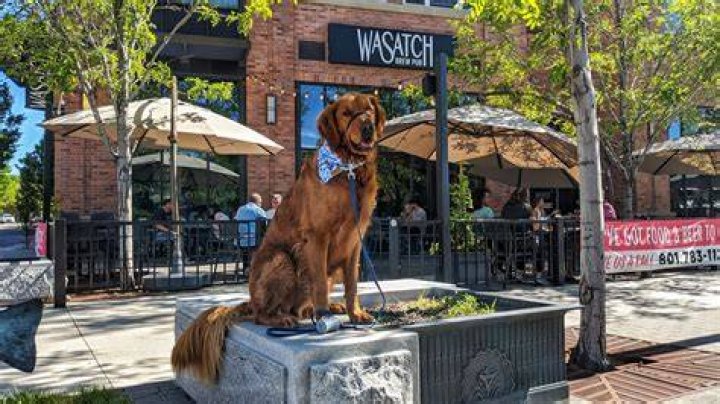 Who owns Wasatch Brewing?