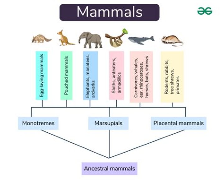 Why are mammals called mammals?