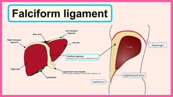 Why falciform ligament is called ligament?
